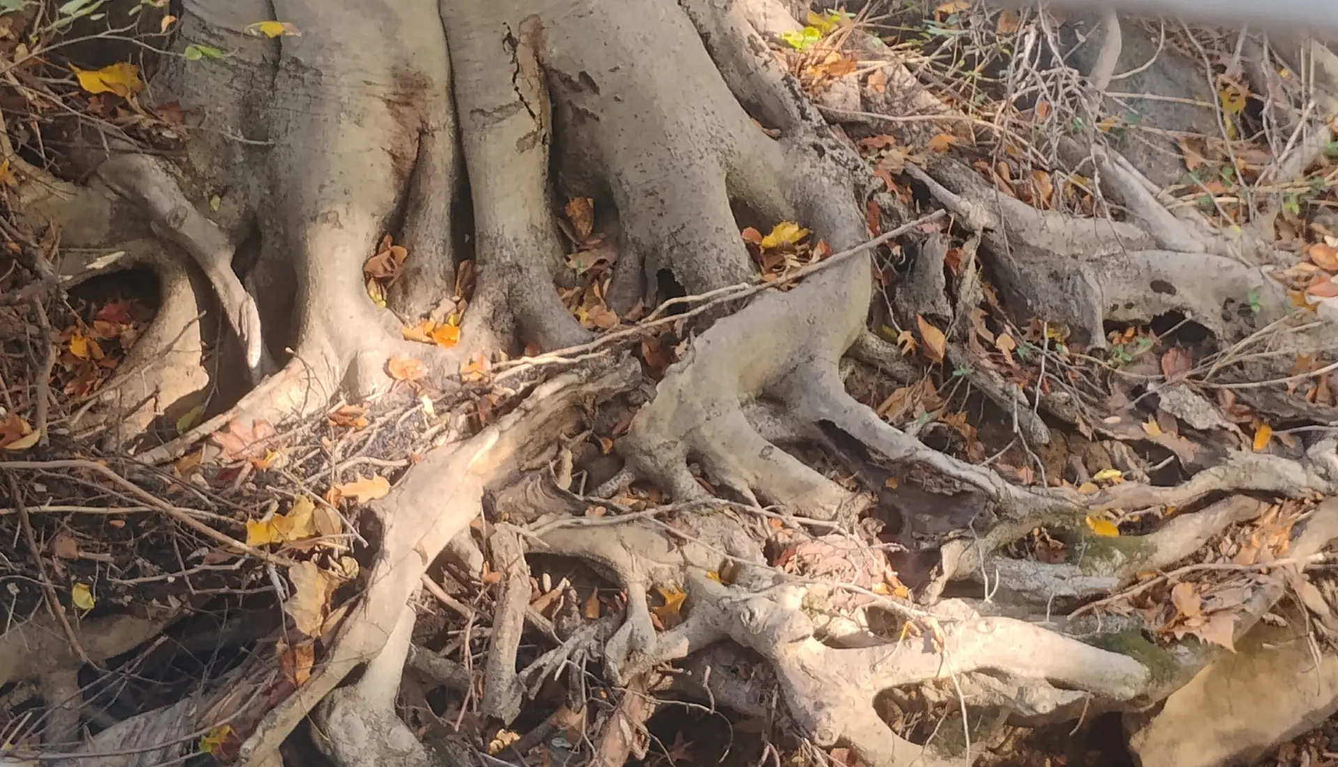 Base of large tree with many twisty roots